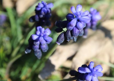 Muscari neglectum