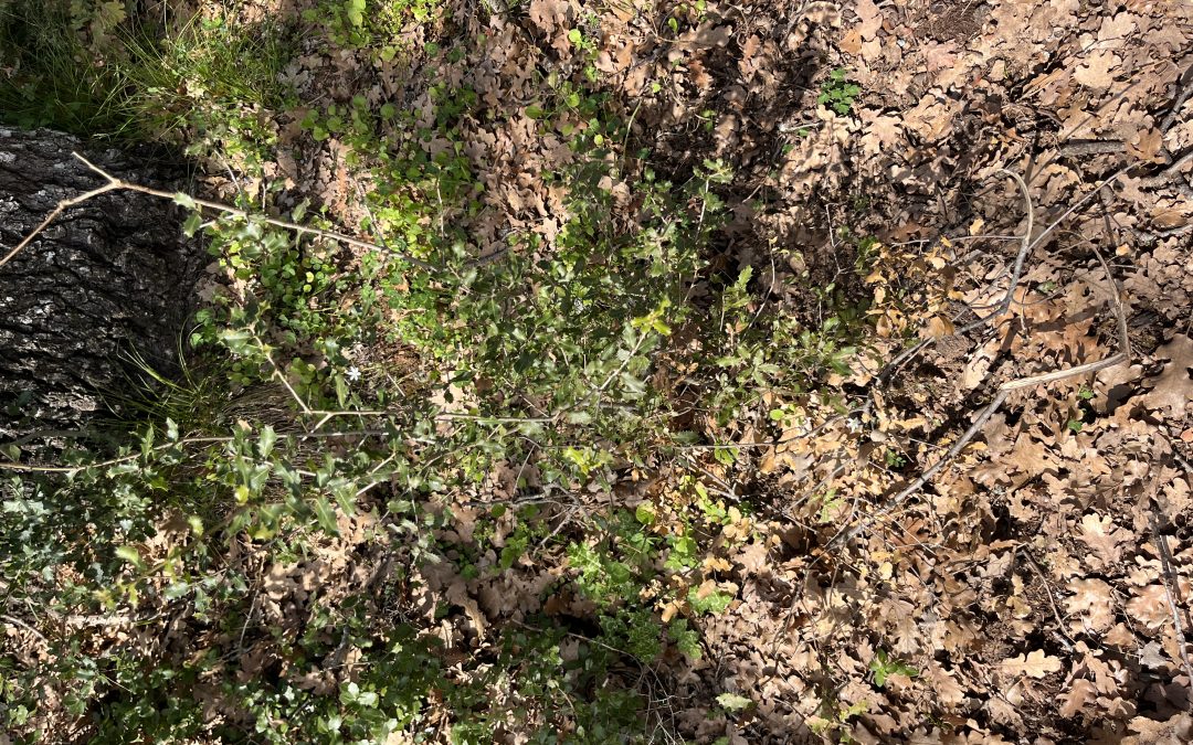 Quercus berberidifolia