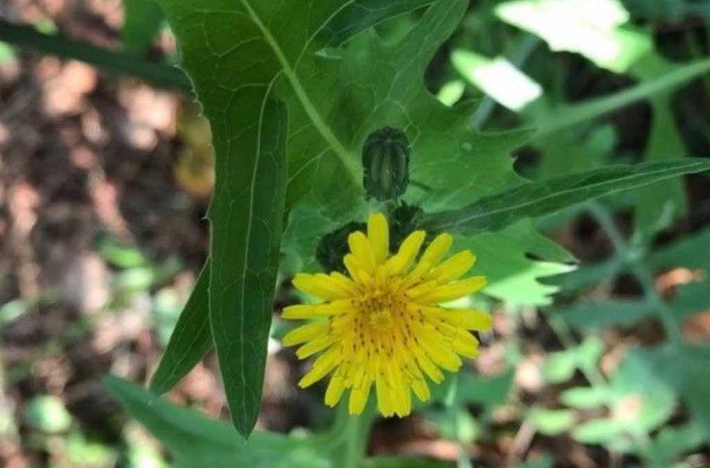 Sonchus oleraceus