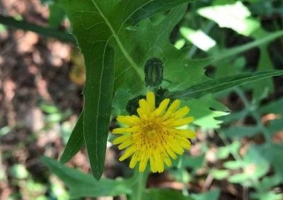 Sonchus oleraceus
