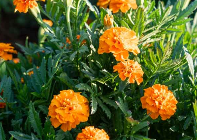 Tagetes erecta