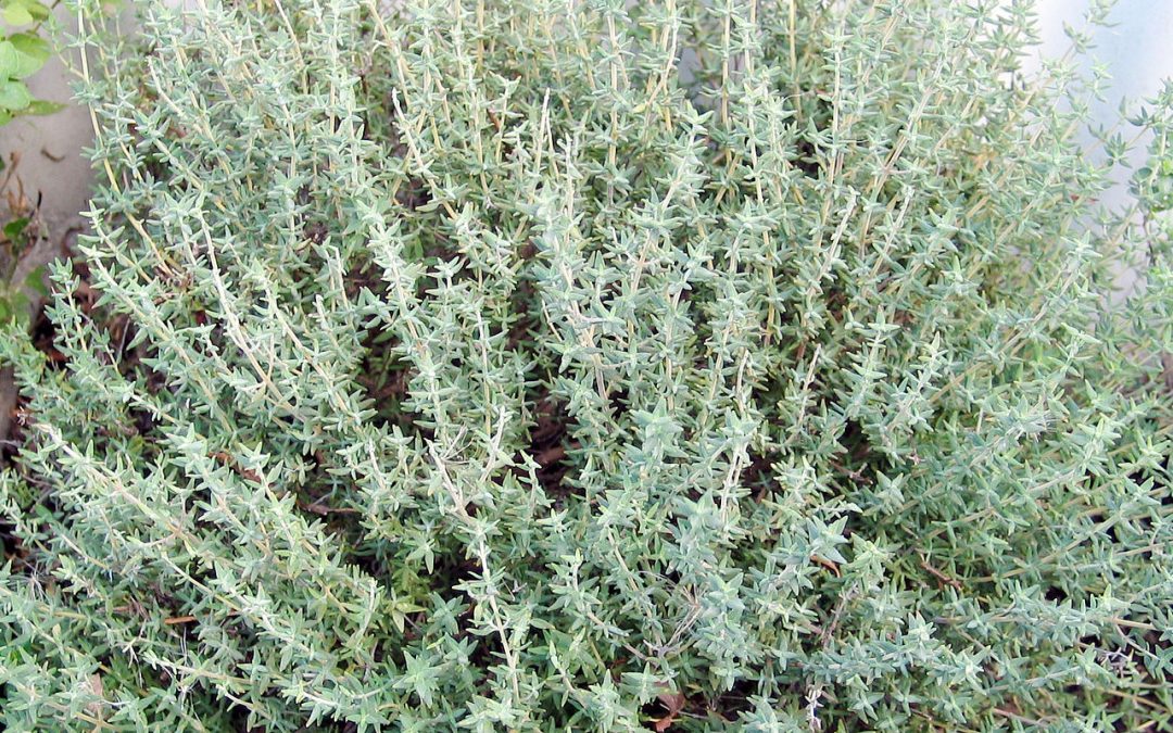 Thymus vulgaris