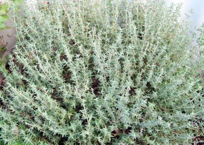 Thymus vulgaris