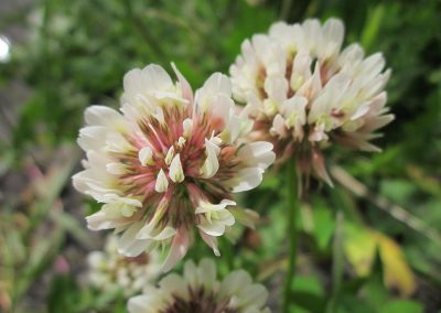 Trifolium repens
