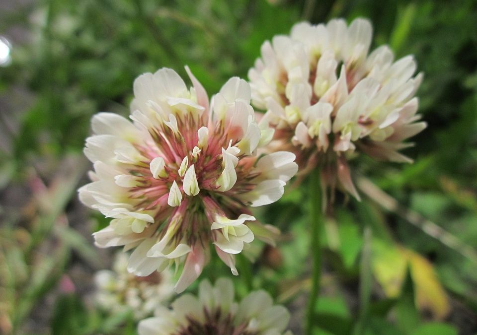 Trifolium repens