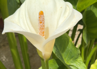 Zantedeschia aethiopica