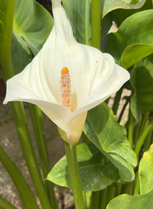 Zantedeschia aethiopica