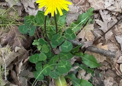 Taraxacum officinale