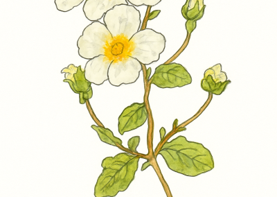 Cistus salvifolious